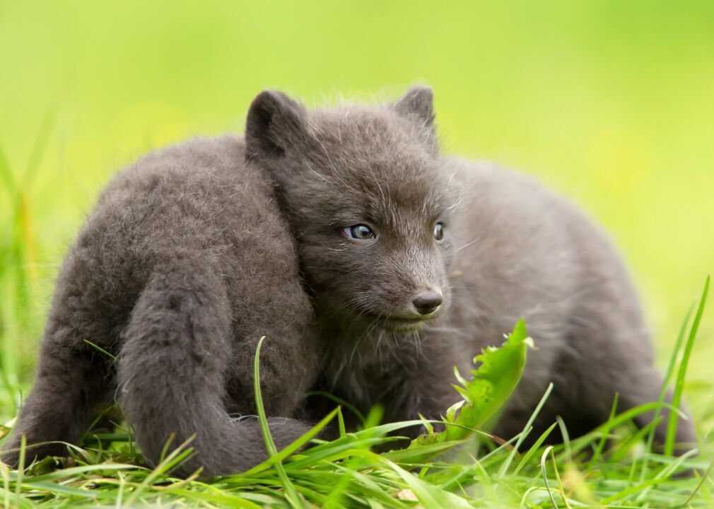 Arctic foxes